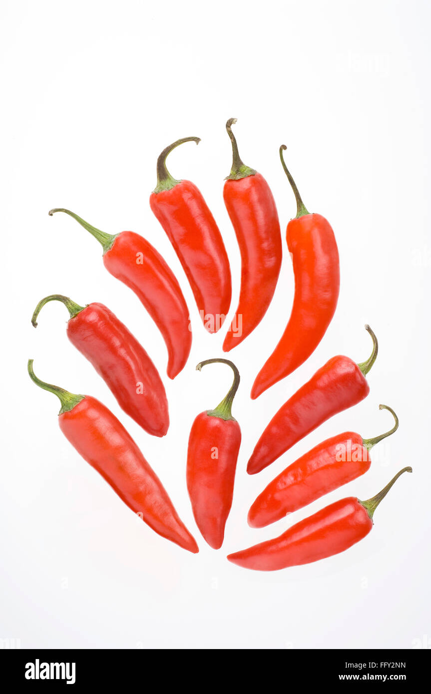 Indian spices , ten red chilly or chillies capsicum annuum on white background Stock Photo