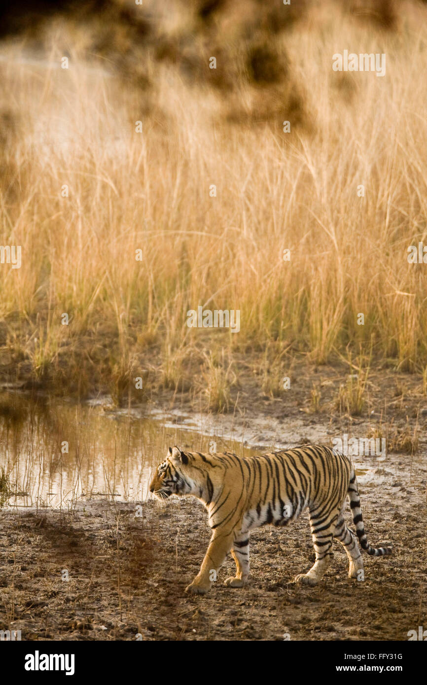 Tiger Panthera Tigris searching prey in Ranthambore National Park , Rajasthan , India Stock Photo