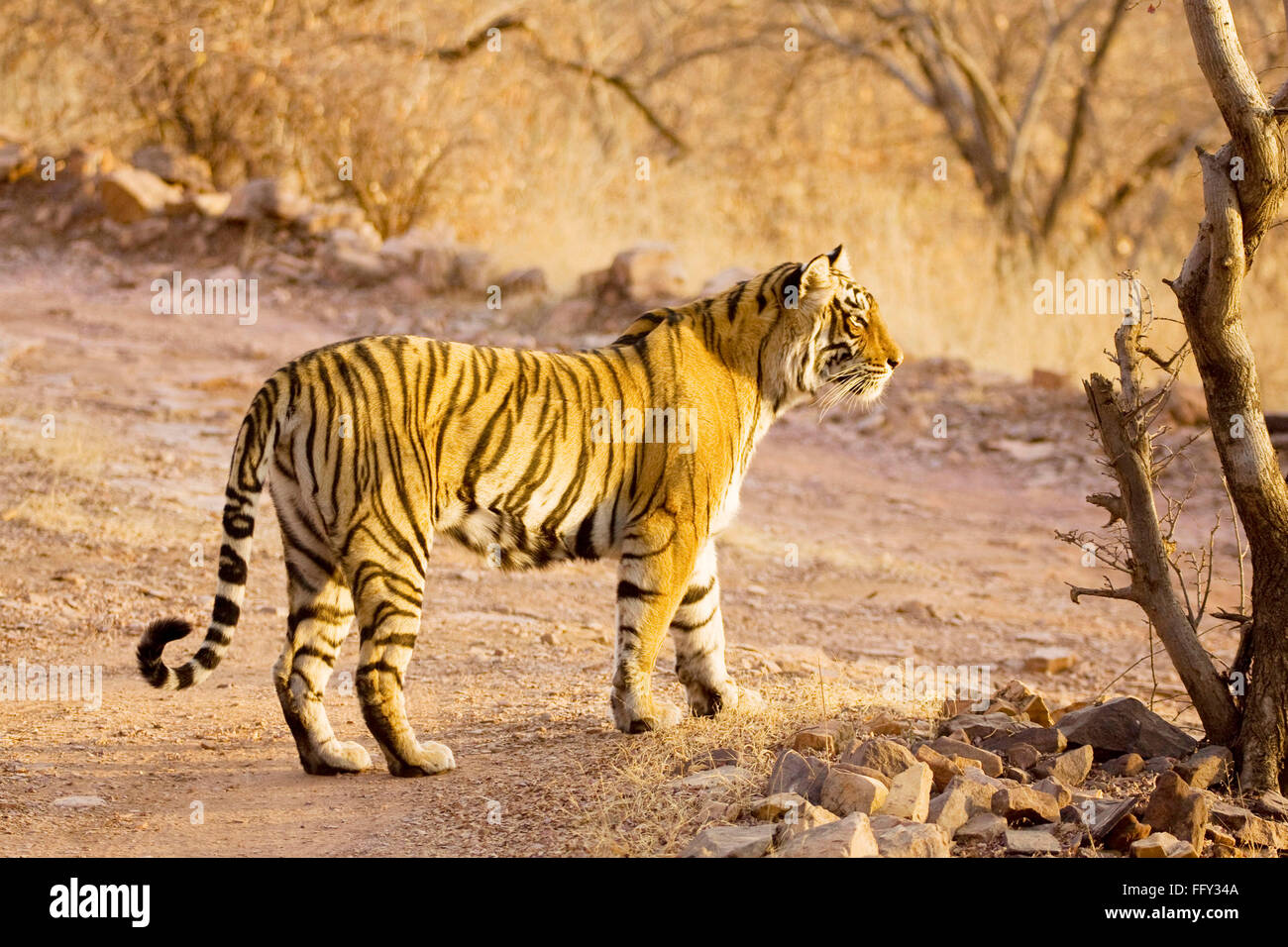 Tiger Panthera Tigris searching prey in Ranthambore National Park , Rajasthan , India Stock Photo