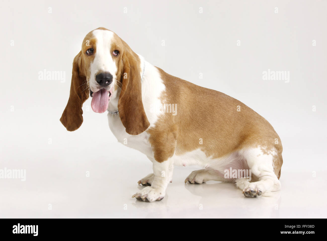 Are Male Or Female Basset Hounds Better