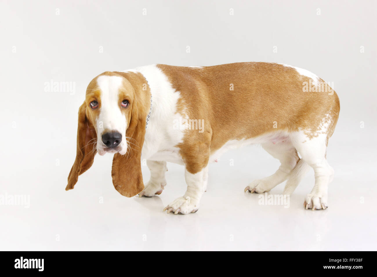 Dog Basset Hound female posing on white background Stock Photo