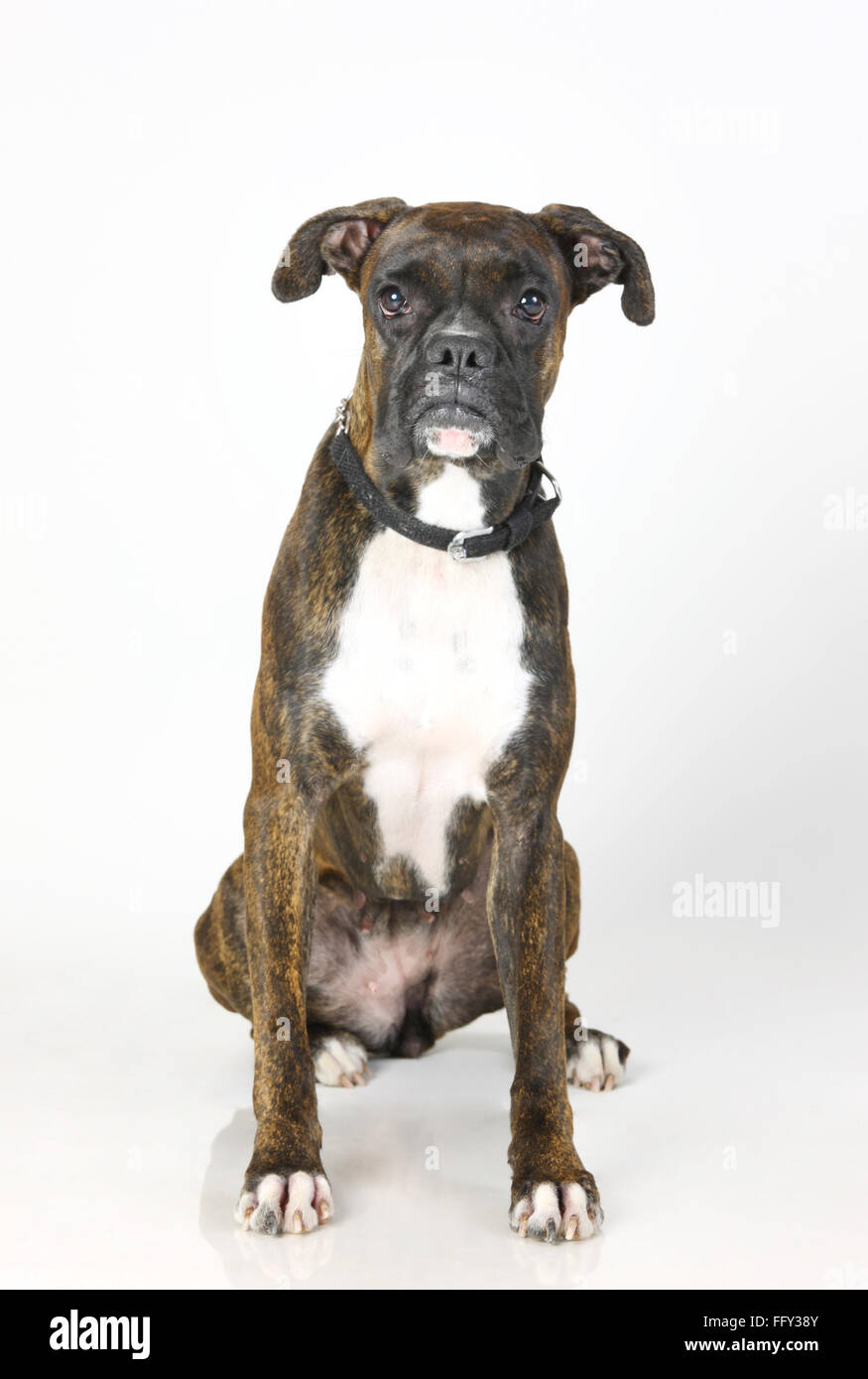 Dog Boxer female Brindal brindled attentive posing on white background Stock Photo