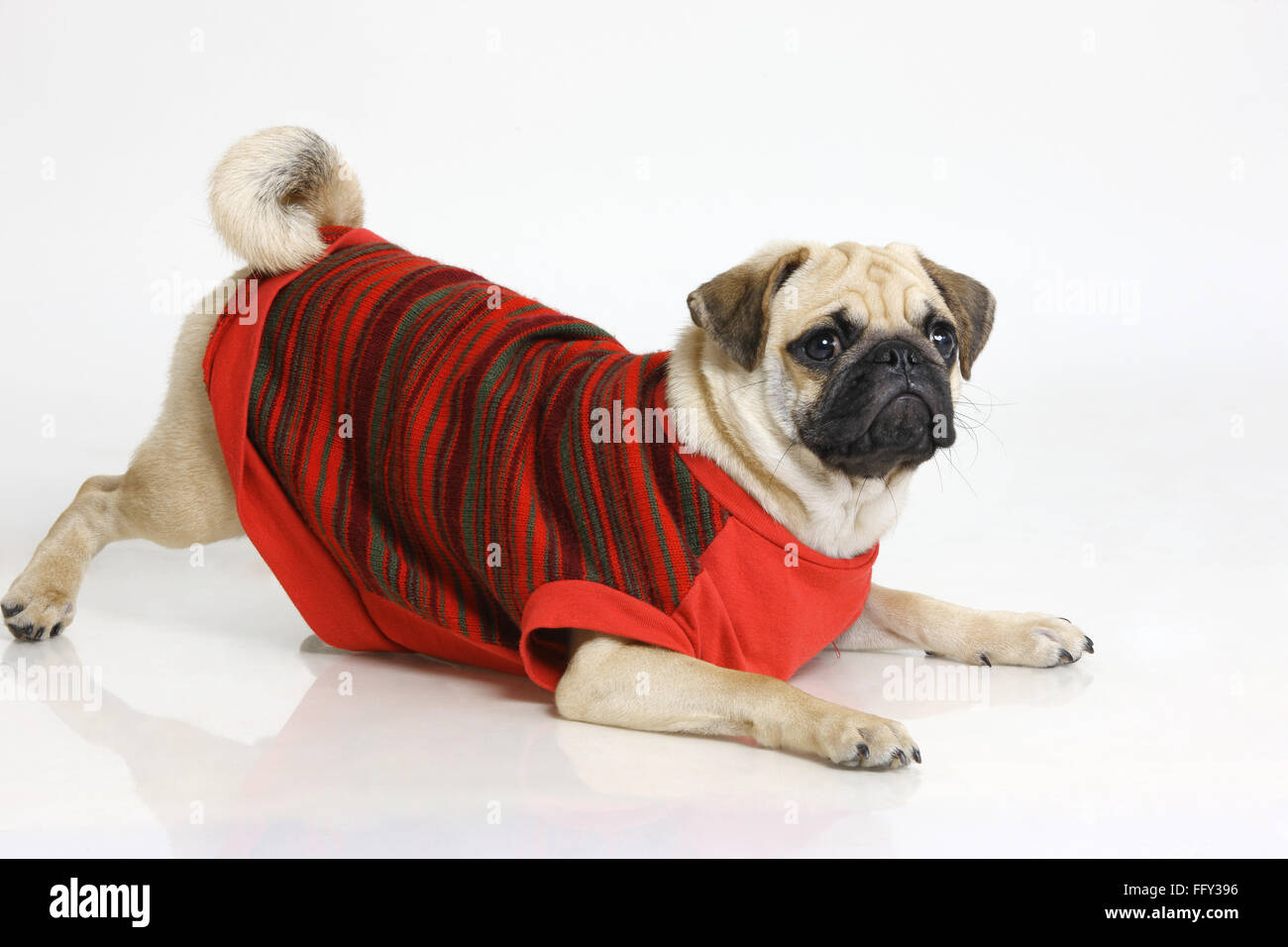 Dog Pug Male Black Muzzle challenging in red clothing posing on white  background Stock Photo - Alamy