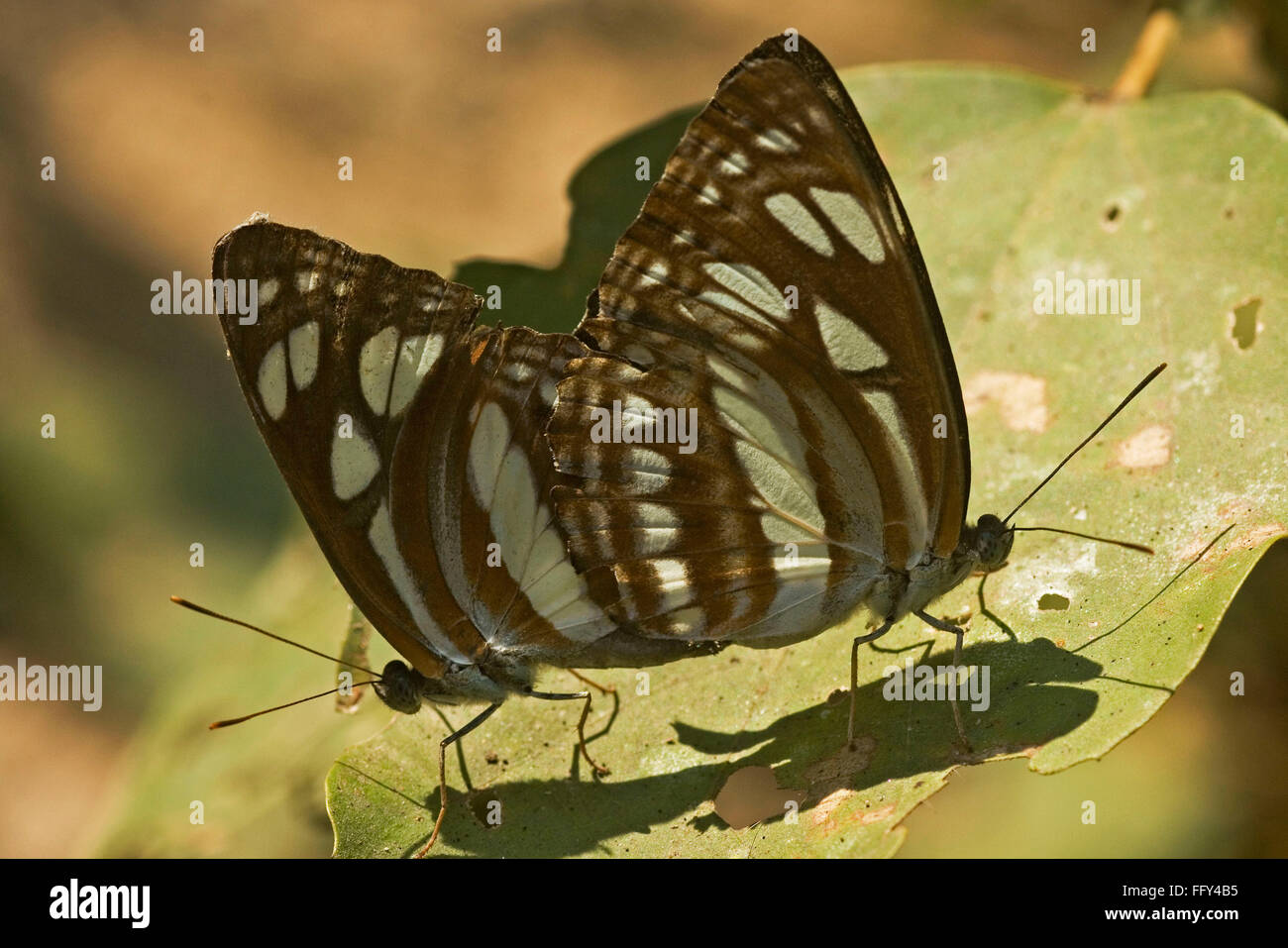 Insect , mating butterflies Stock Photo Alamy