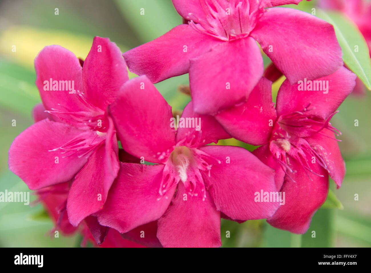 Exotic tropical purple flower in Tanzania, Africa Stock Photo
