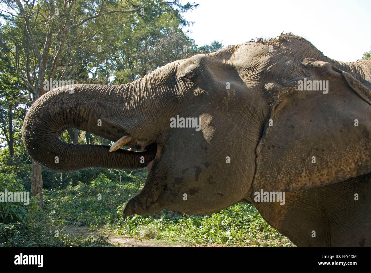 Indian elephant drinking water , Dudhwa National Park , Uttar Pradesh , India Stock Photo