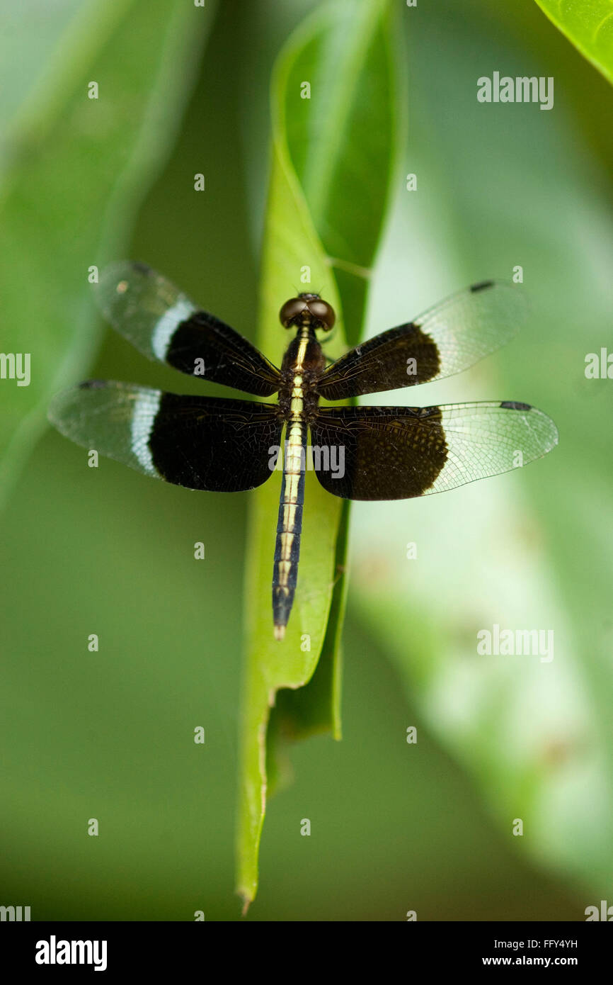 Insect , Dragonfly , Dudhwa National Park , Uttar Pradesh , India Stock Photo