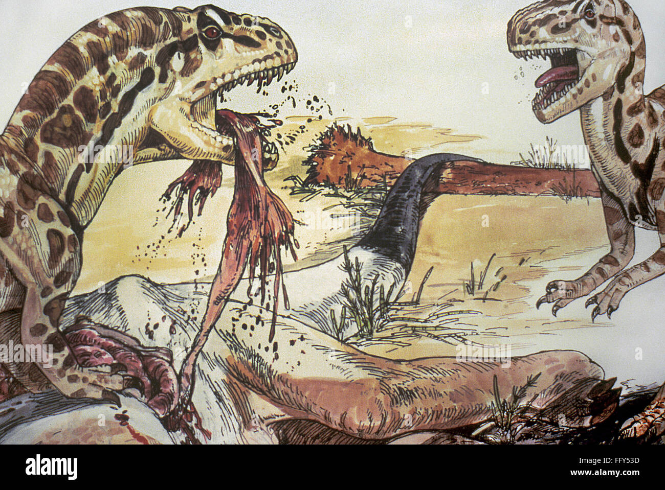 DINOSAURS: ALLOSAURUS. /nAllosauruses devouring their prey. American illustration, late 20th century. Stock Photo