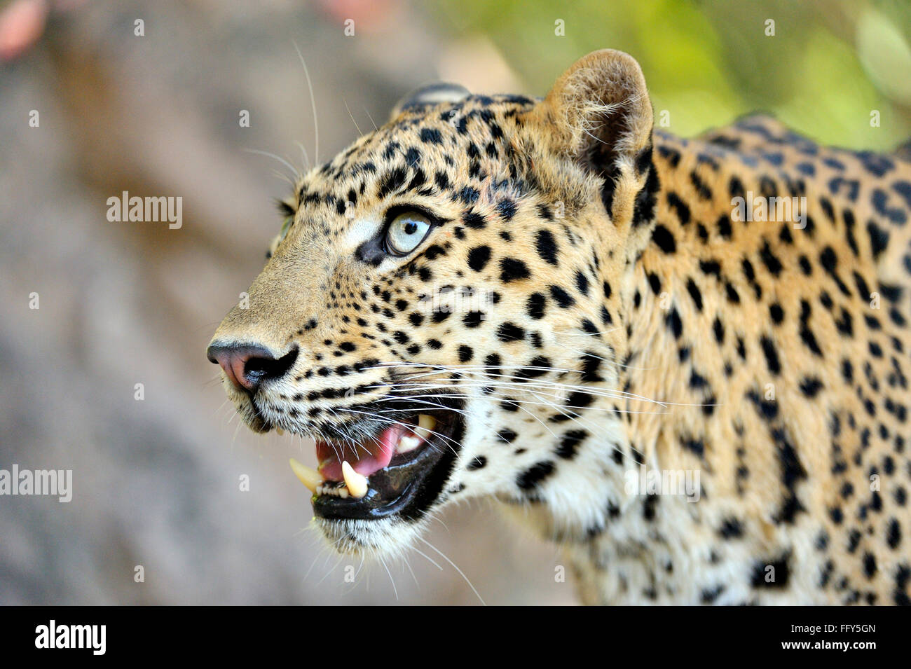 Leopard panthera pardus staring ; Ranthambore tiger reserve ; Rajasthan ; India Stock Photo
