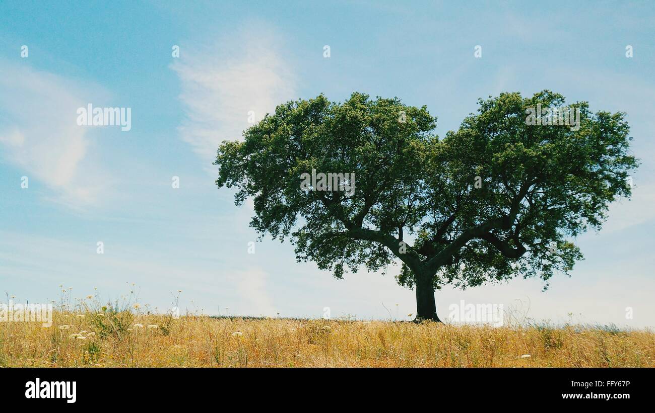 Heart Shaped Oak Tree Against Sky Stock Photo
