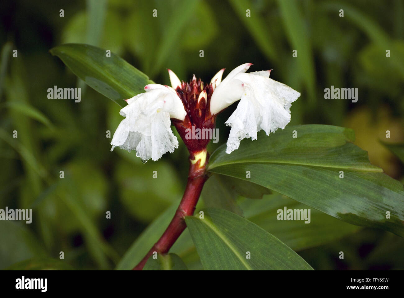 Spiral Ginger Costus Speciosus ginger family Bitter rhizome used medicine Stock Photo