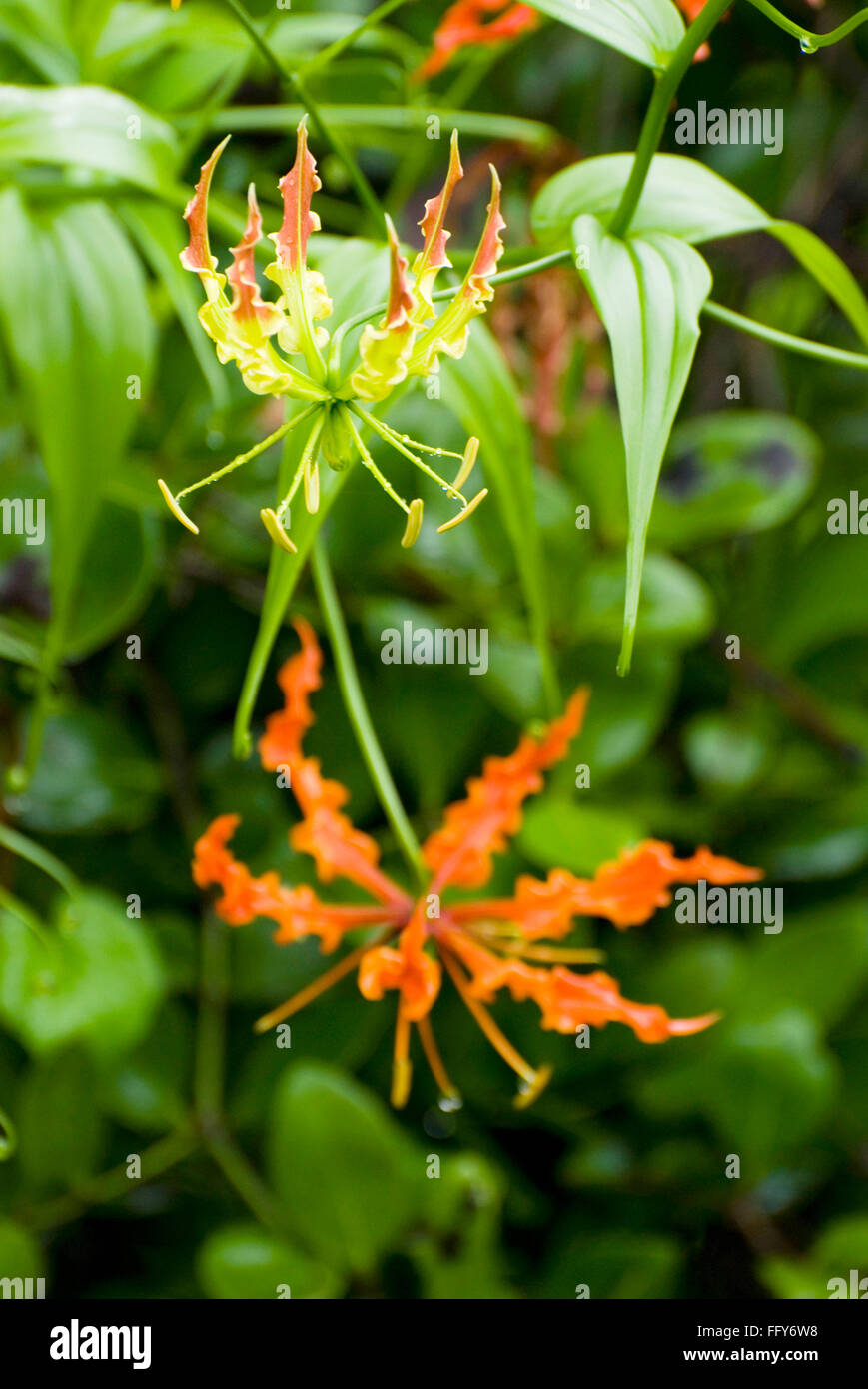 Glory Lily Gloriosa superba used as medicine Stock Photo Alamy