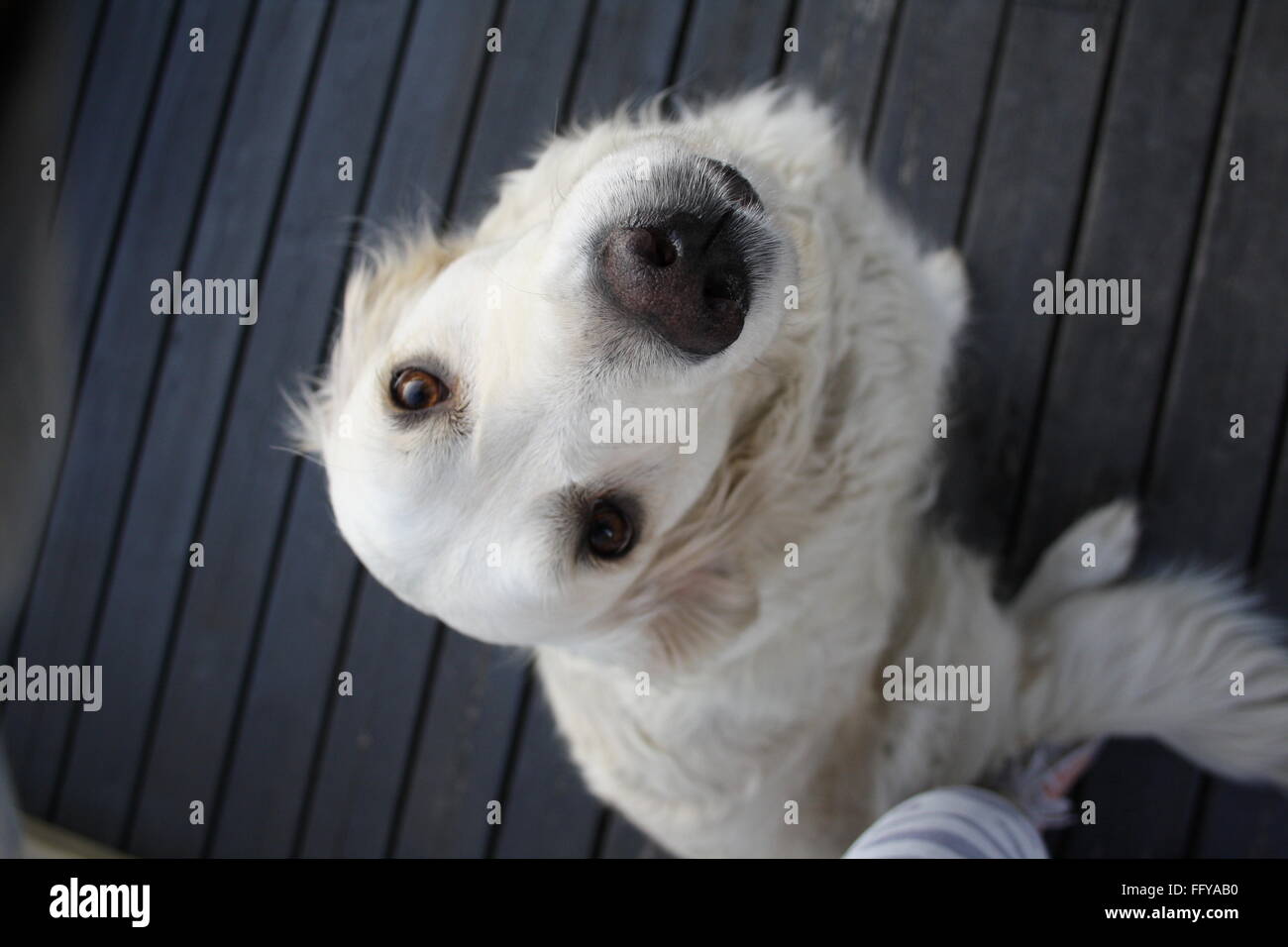 golden retriever looking up at me Stock Photo