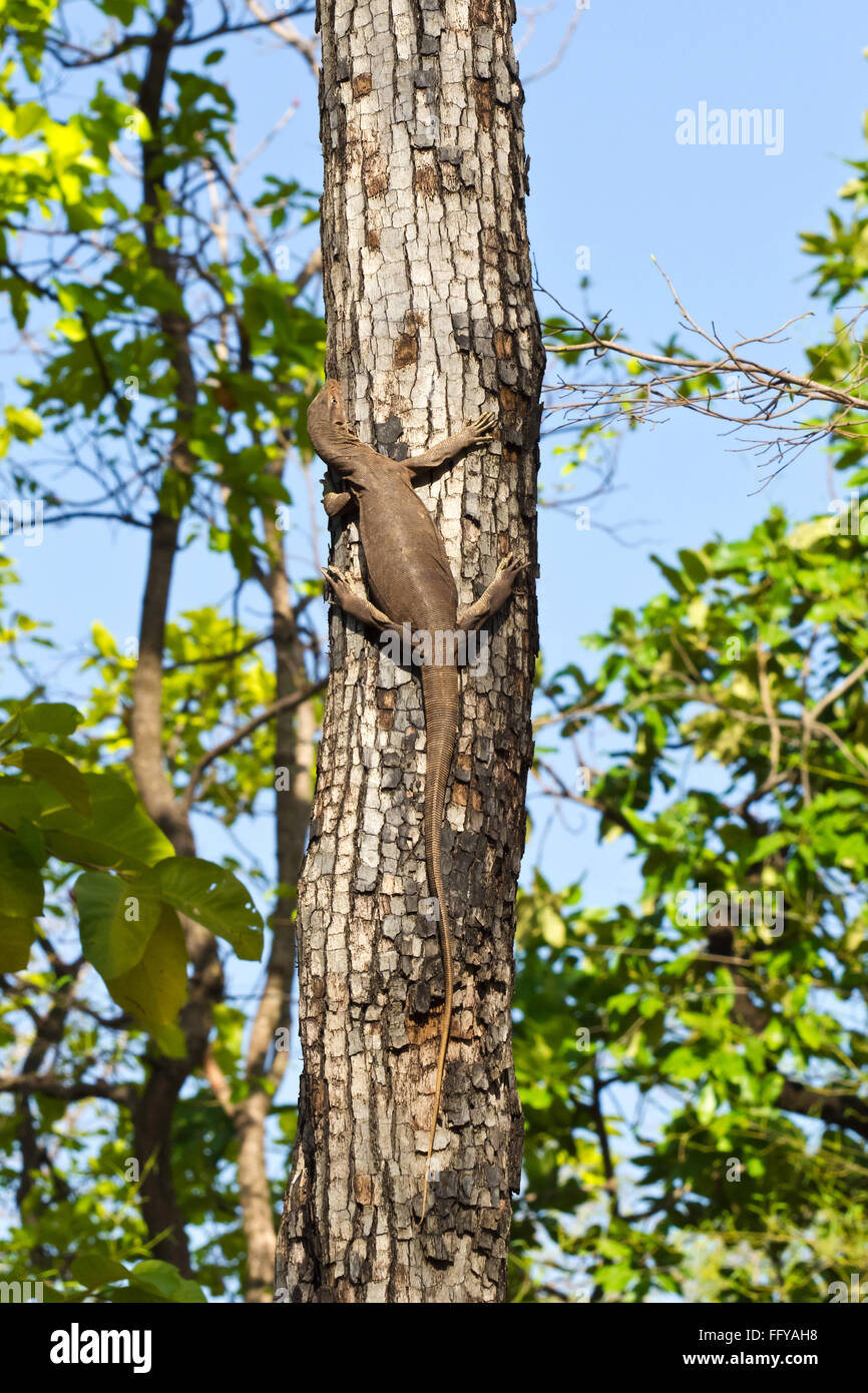 Blue tree monitor lizard hires stock photography and images Alamy