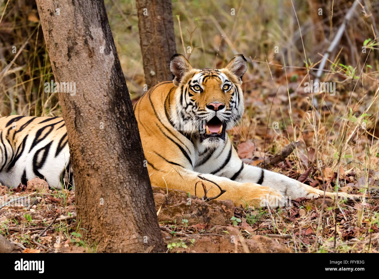 bengal tiger resting in at bandhavgarh national park madhya pradesh India Stock Photo