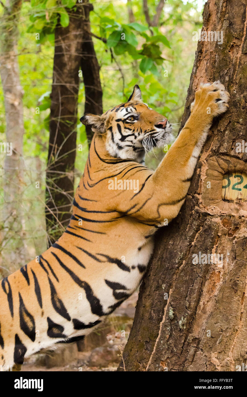 Tiger marking territory on tree, Bandhavgarh Wildlife Sanctuary, Madhya Pradesh, India Stock Photo