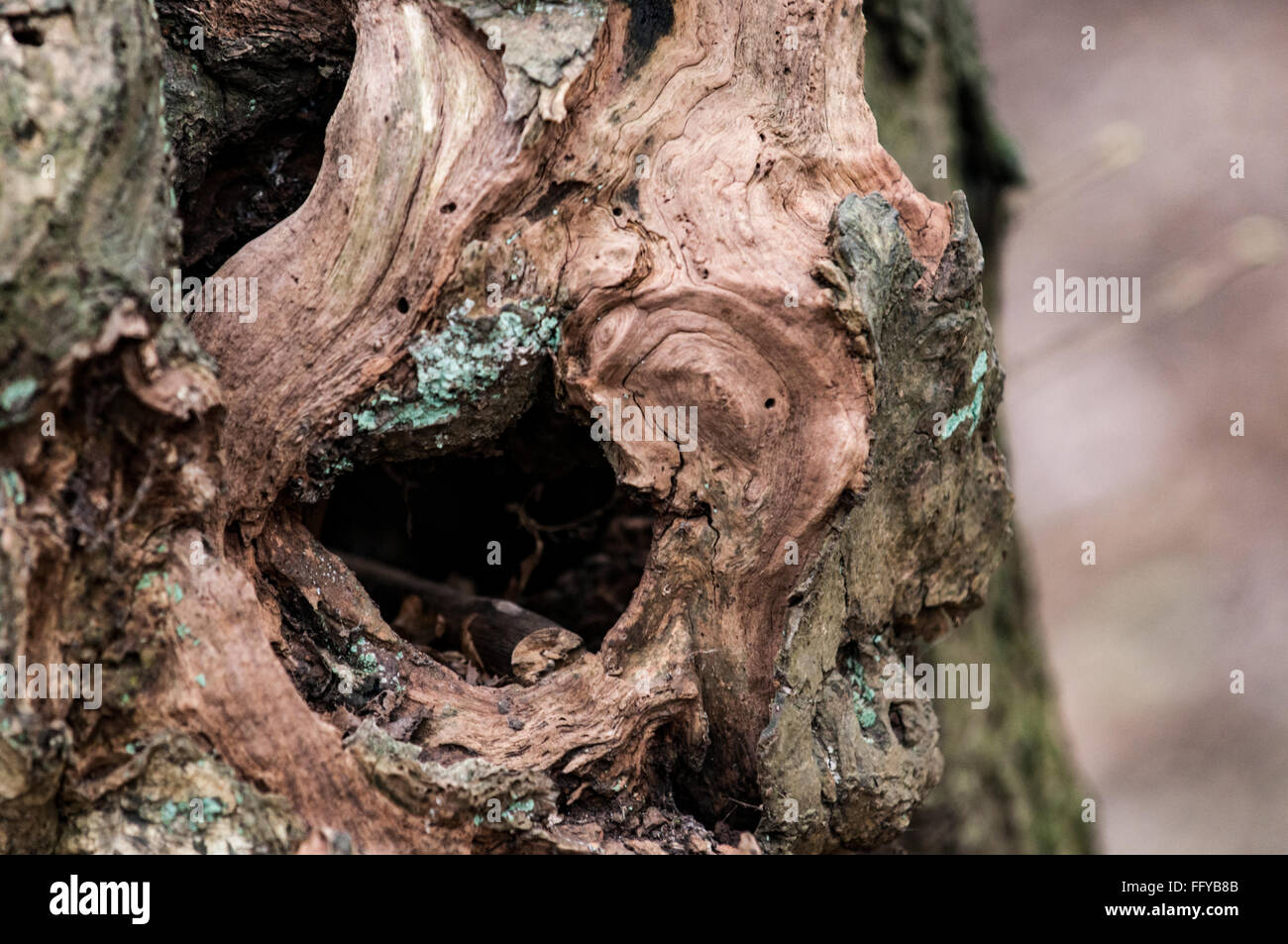 Close up of knots formed in a tree trunk Stock Photo Alamy