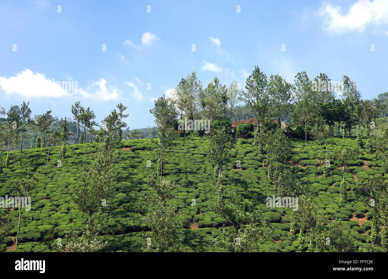 Tea plantation tea garden tea fields tea cultivation camellia sinensis ; Thekkady in Idukki ; Kerala ; India Stock Photo