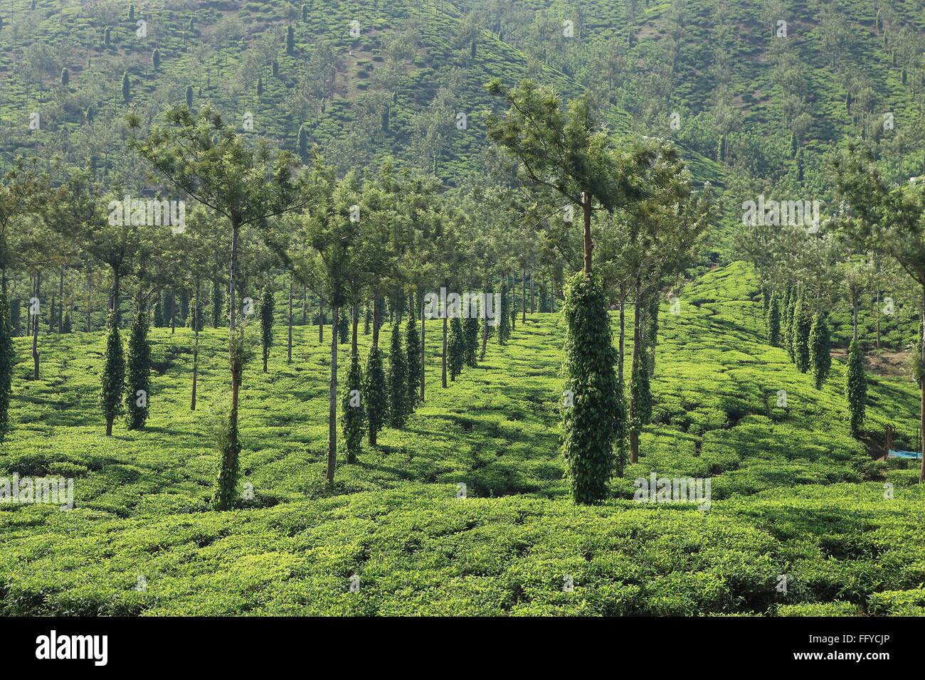Beverage crops hires stock photography and images Alamy