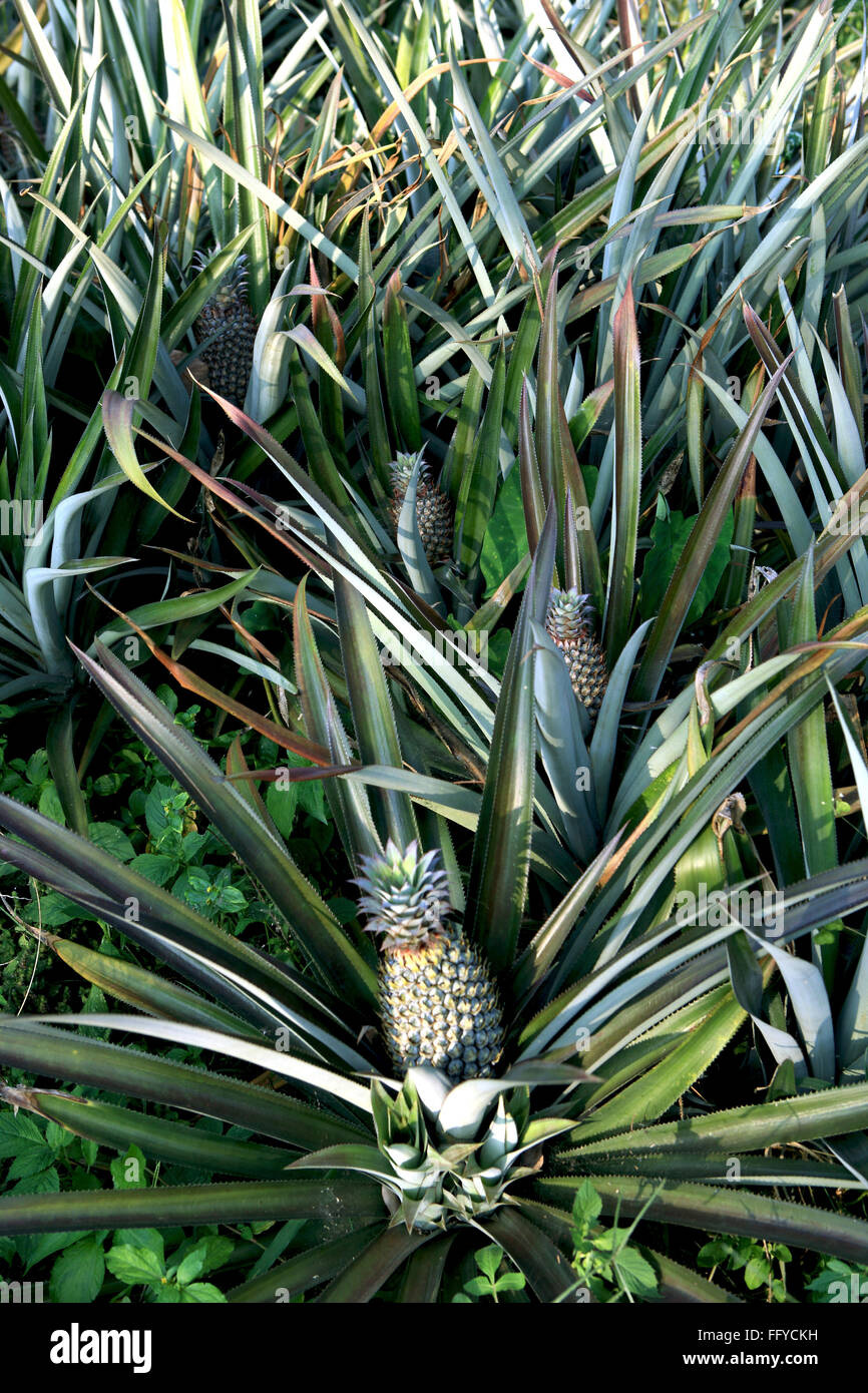 Fruits ; pineapple ananas comosus plantation ; Thekkady in Idukki ; Kerala ; India Stock Photo