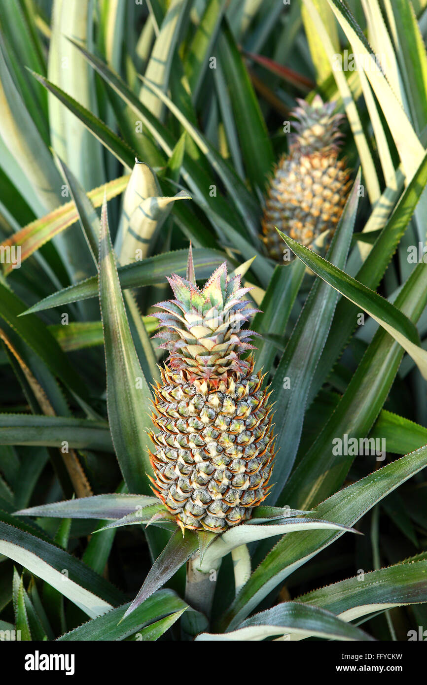 Fruits ; pineapple ananas comosus plantation ; Thekkady in Idukki ; Kerala ; India Stock Photo