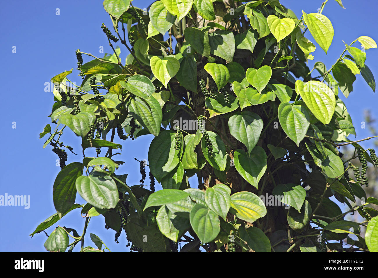 Spices ; green pepper piper nigrum on plant ; Thekkady Thekkadi ; District Idukki ; Kerala ; India Stock Photo