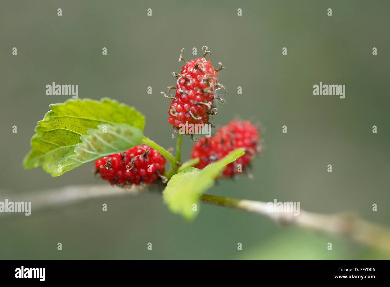 Fruits ; three mulberry morus alba with leaves on branch Stock Photo