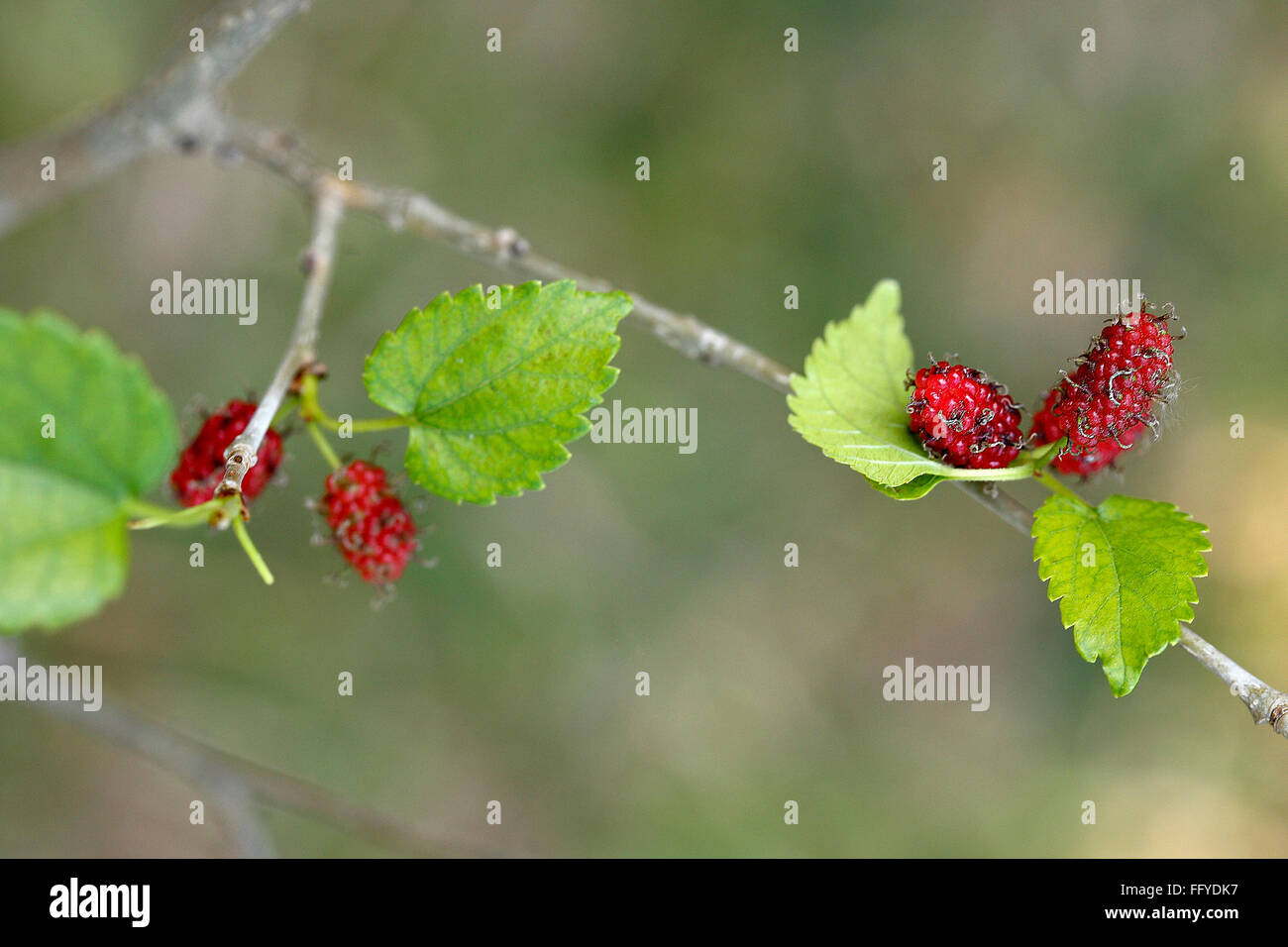 Fruits ; four mulberry morus alba with leaves on branch Stock Photo