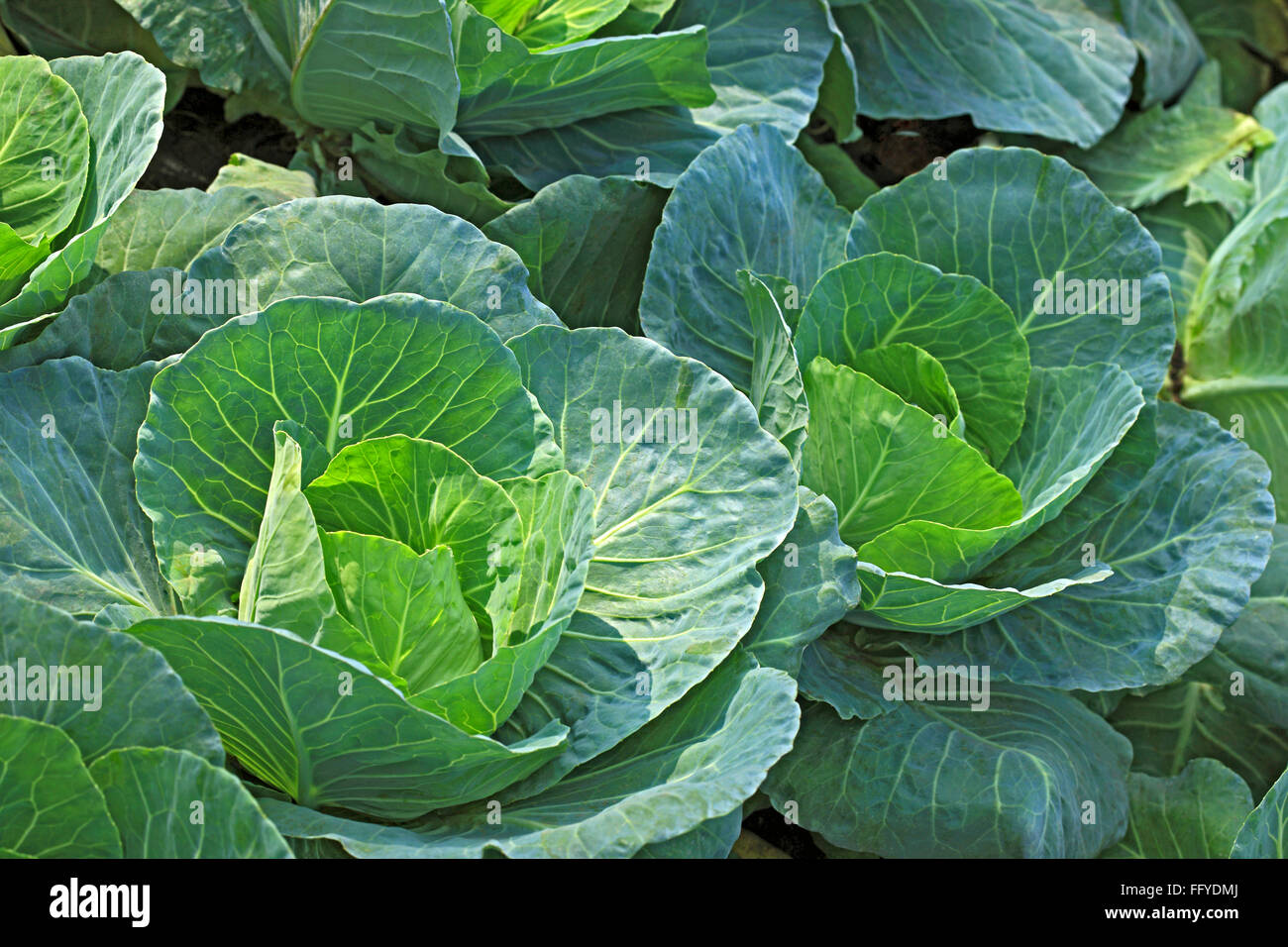 Green vegetable cabbage brassica oleracea var growing in field Stock Photo