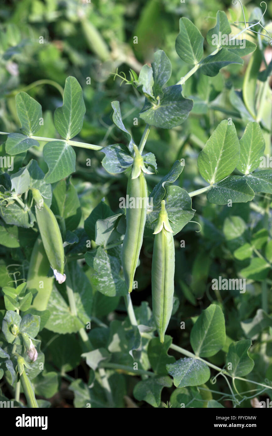Green vegetable and pulses green peas pisum sativum garden peas pods Stock Photo 95875161 Alamy