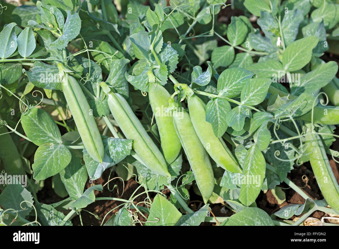 Green vegetable and pulses green peas pisum sativum garden peas pods Stock Photo Alamy