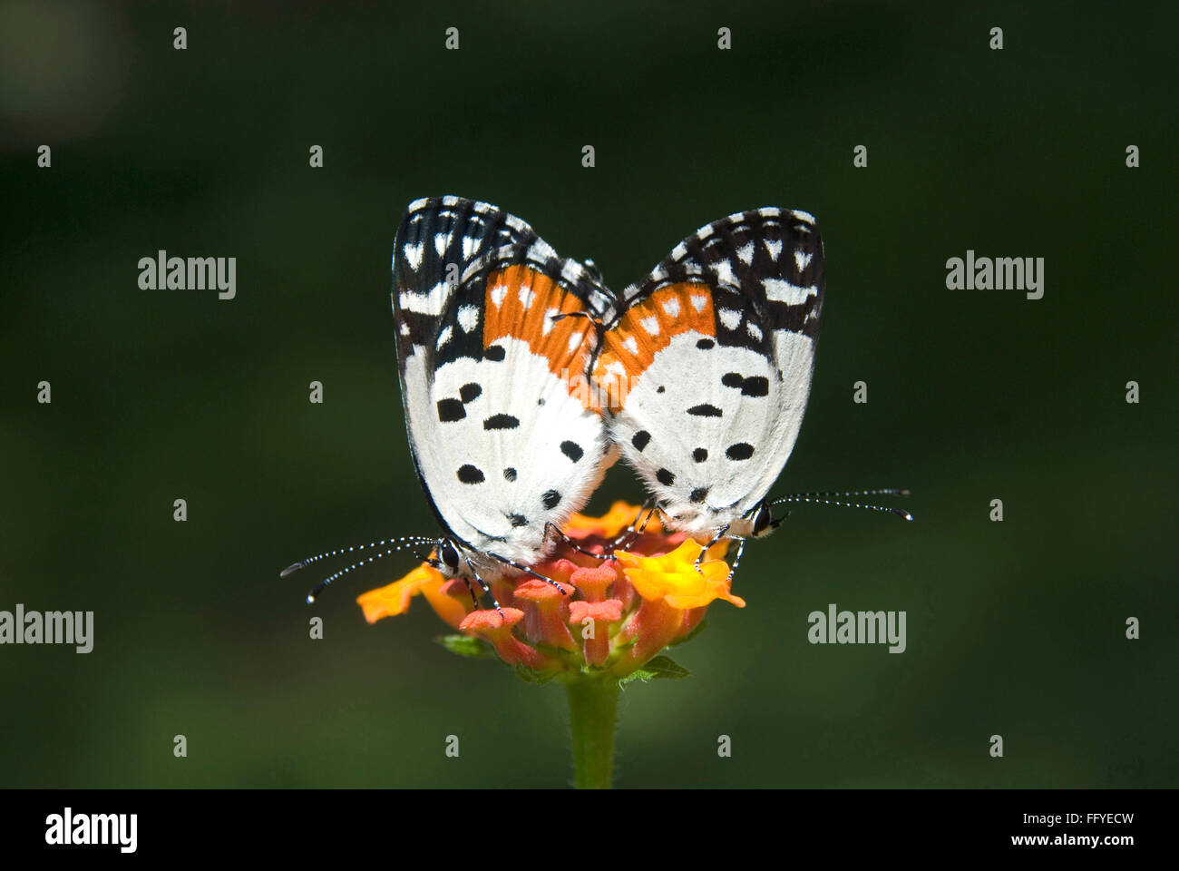 Red Pierrot mating, Talicada nyseus, Butterfly park, Bannerghatta, Bangalore, Karnataka, India, Indian butterflies Stock Photo