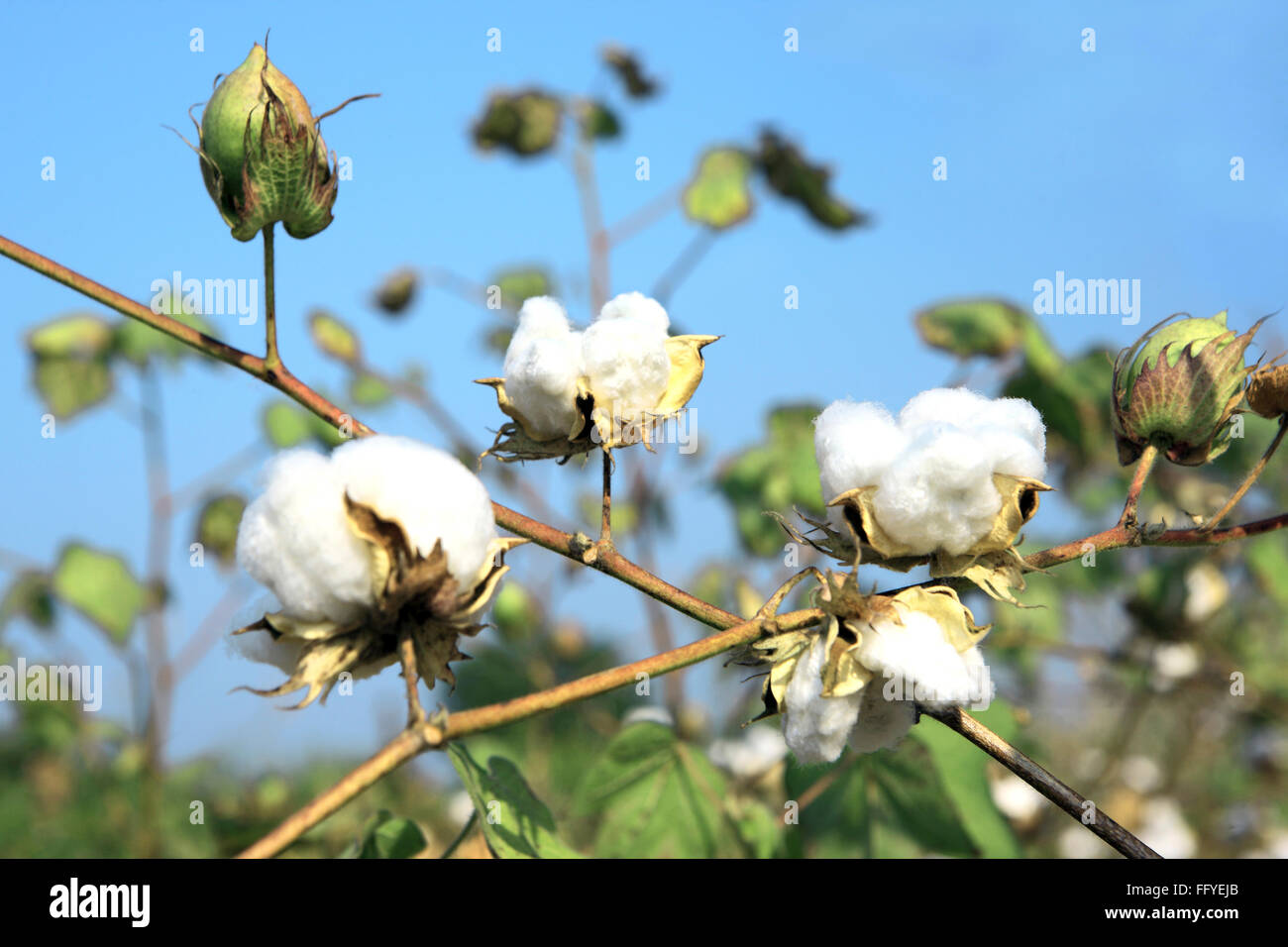 White cotton gossypium arboreum growing in field ; Nanded ; Maharashtra ; India Stock Photo
