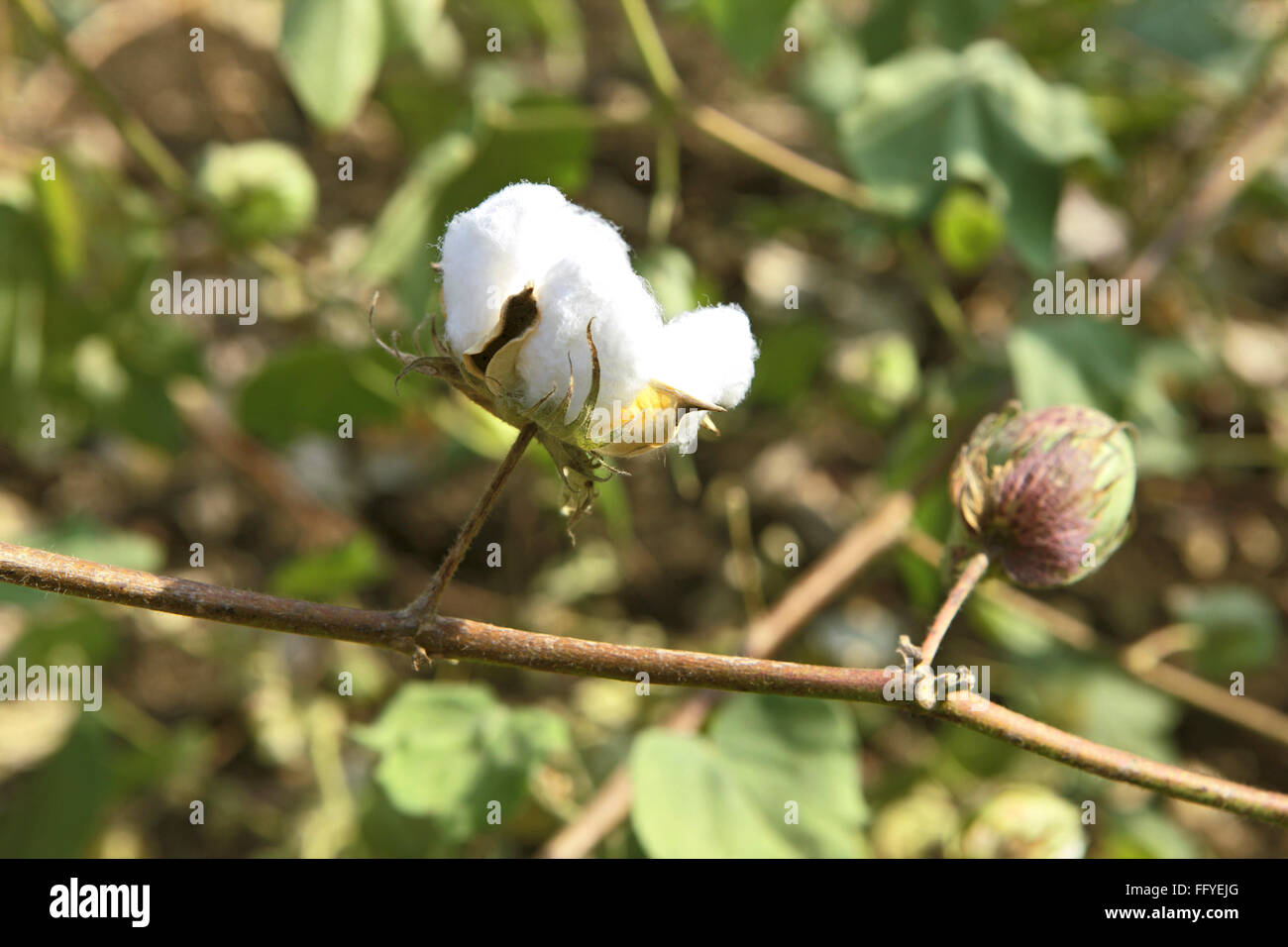 cotton plant in cotton field Stock Photo