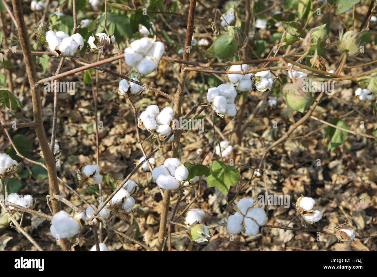 White cotton gossypium arboreum in field ; Nanded ; Maharashtra ; India Stock Photo