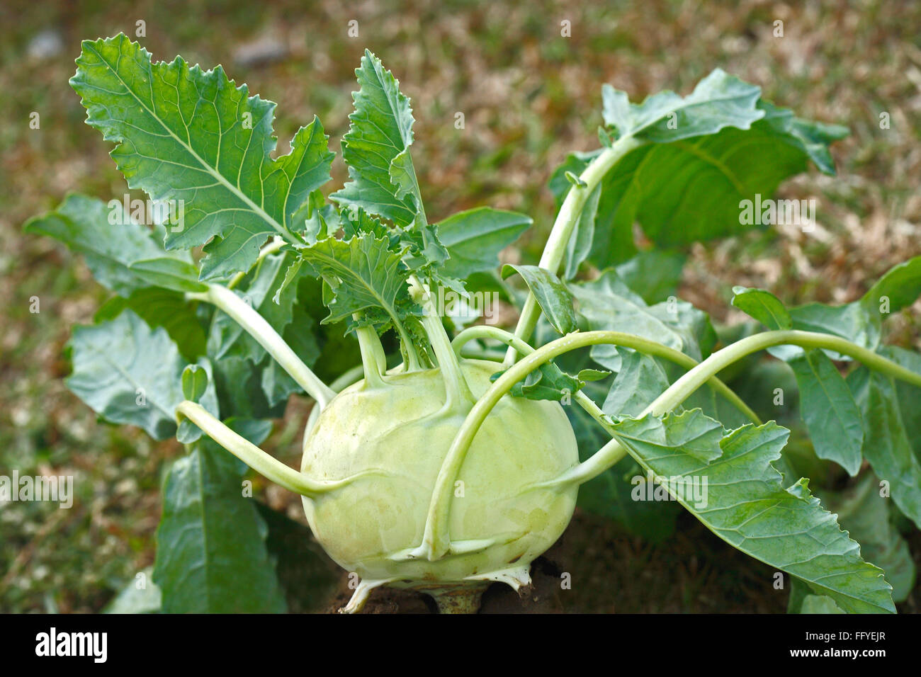 Green vegetable kohlrabies cabbage gongylodes brassica oleracea var turnip growing in field Stock Photo