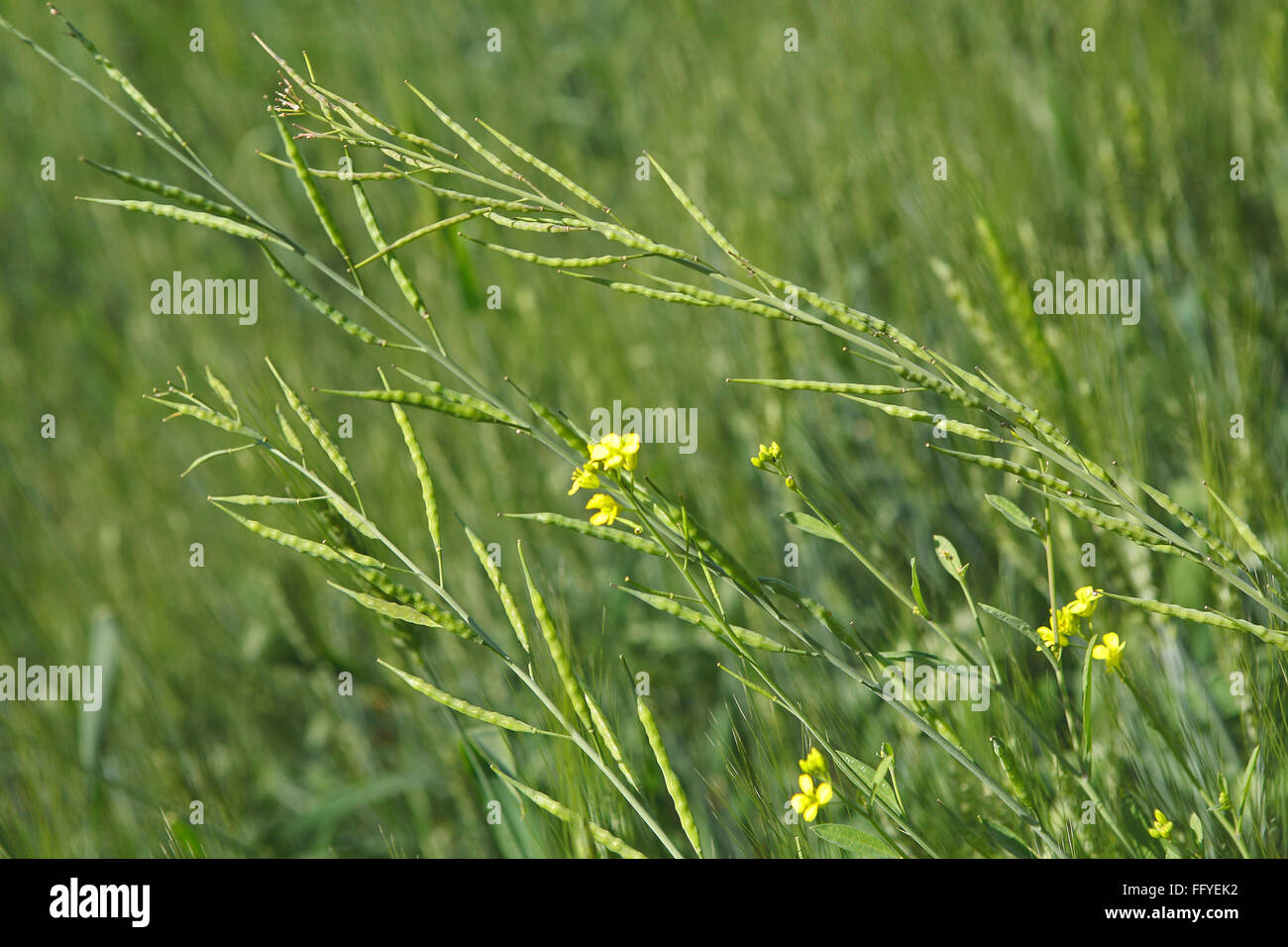 Spices ; green mustard plants with yellow flower brassica campestris syn in field ; Jabalpur ; Madhya Pradesh ; India Stock Photo