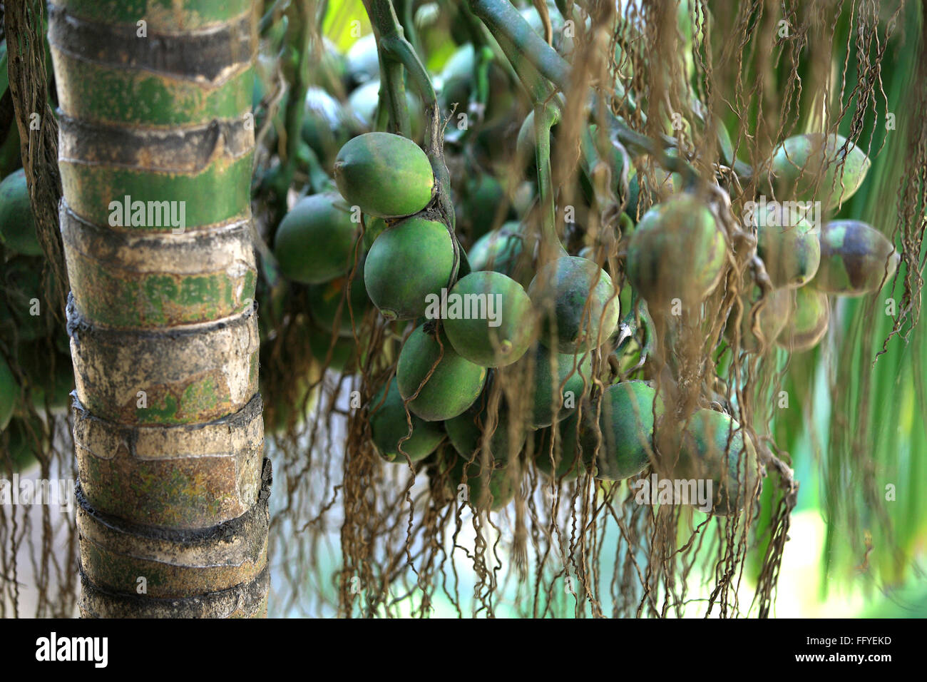Raw green betel nut areca catechu on palm tree ; Guwahati ; Assam Stock