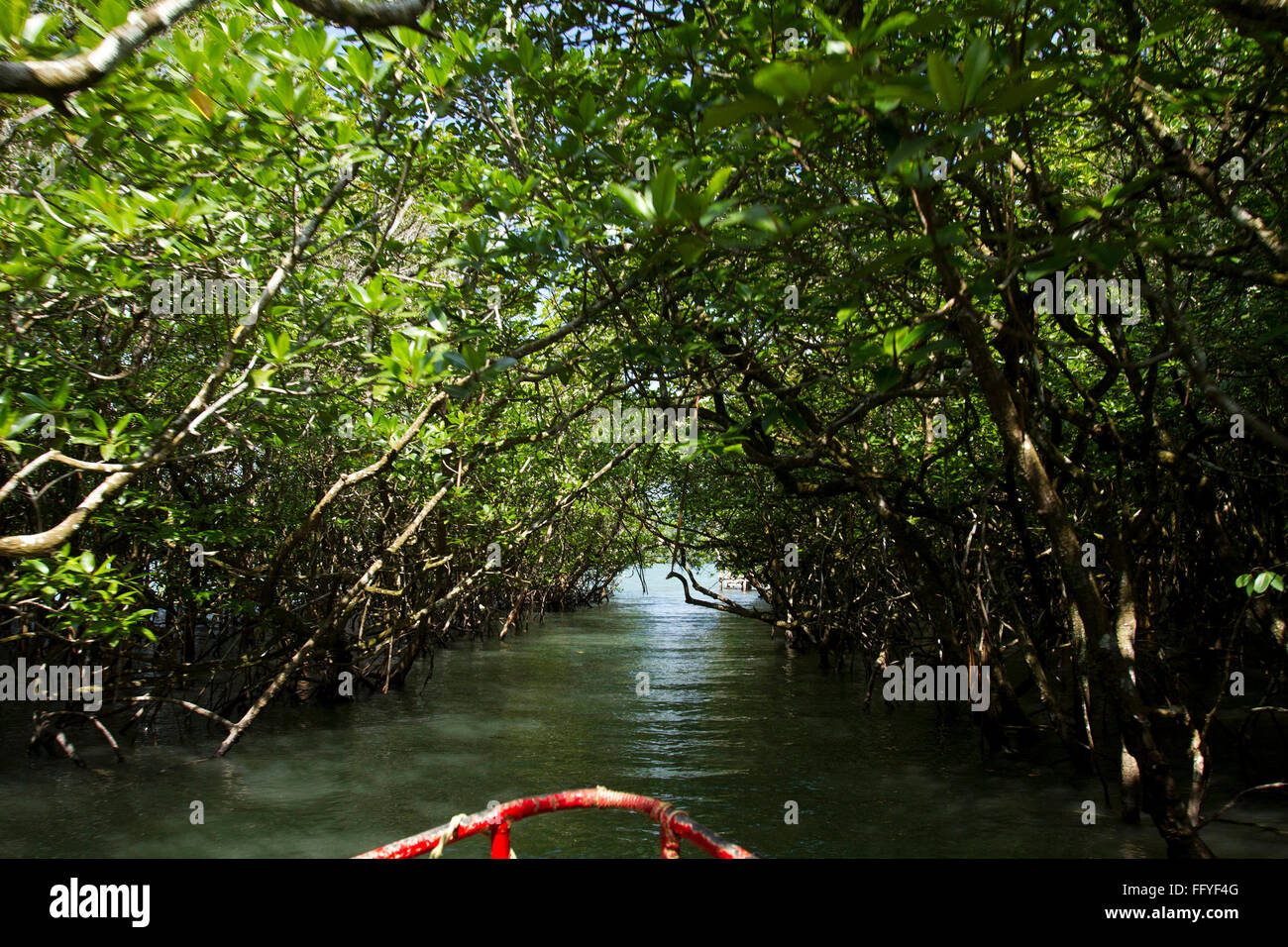 Mangrove Forest Baratang Island Baratang At Andaman Islands Andaman And mangrove-forest-baratang-island-baratang-at-andaman-islands-andaman-and