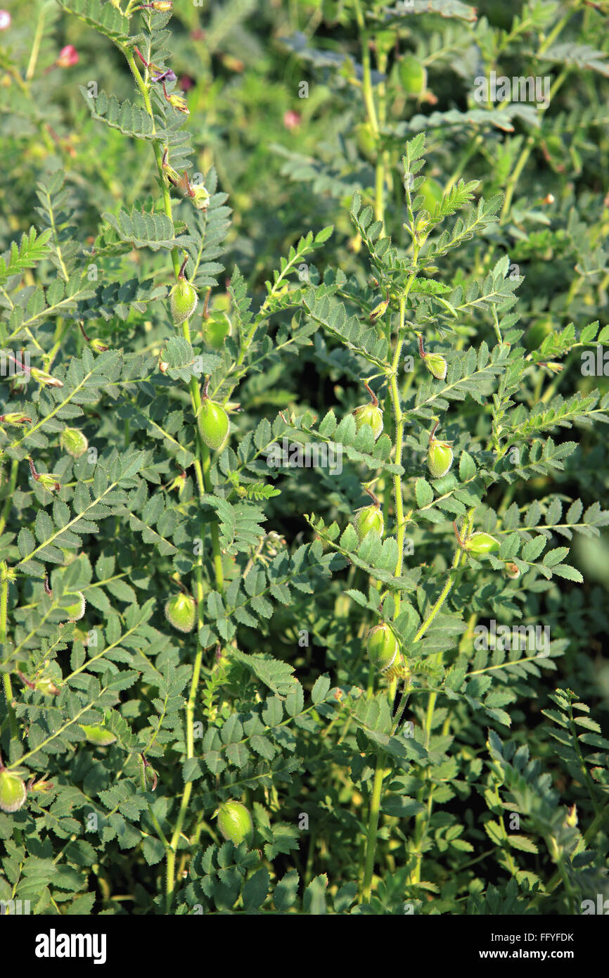 Green bengal gram cicer arietinum ; India Stock Photo