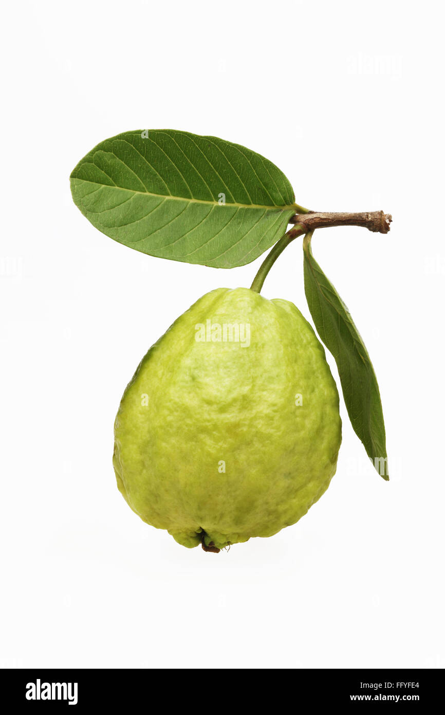 Green guava fruit psidium guajava on white background Stock Photo