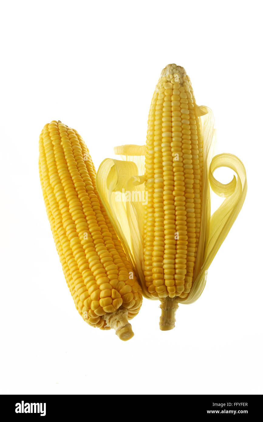 Pair of yellow corn zea mays ; India Stock Photo