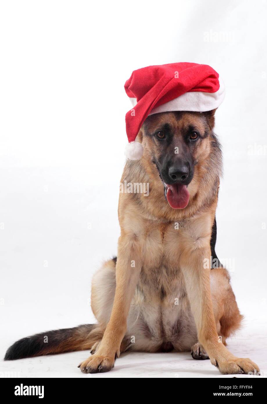 german shepherd hat