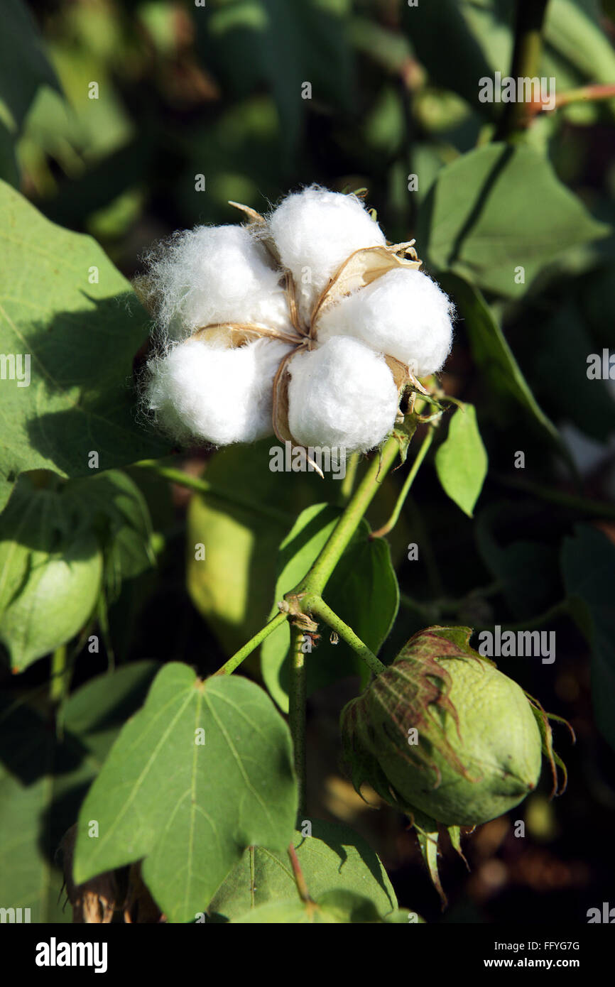 Cotton bulbs gossypium arboreum ; India Stock Photo