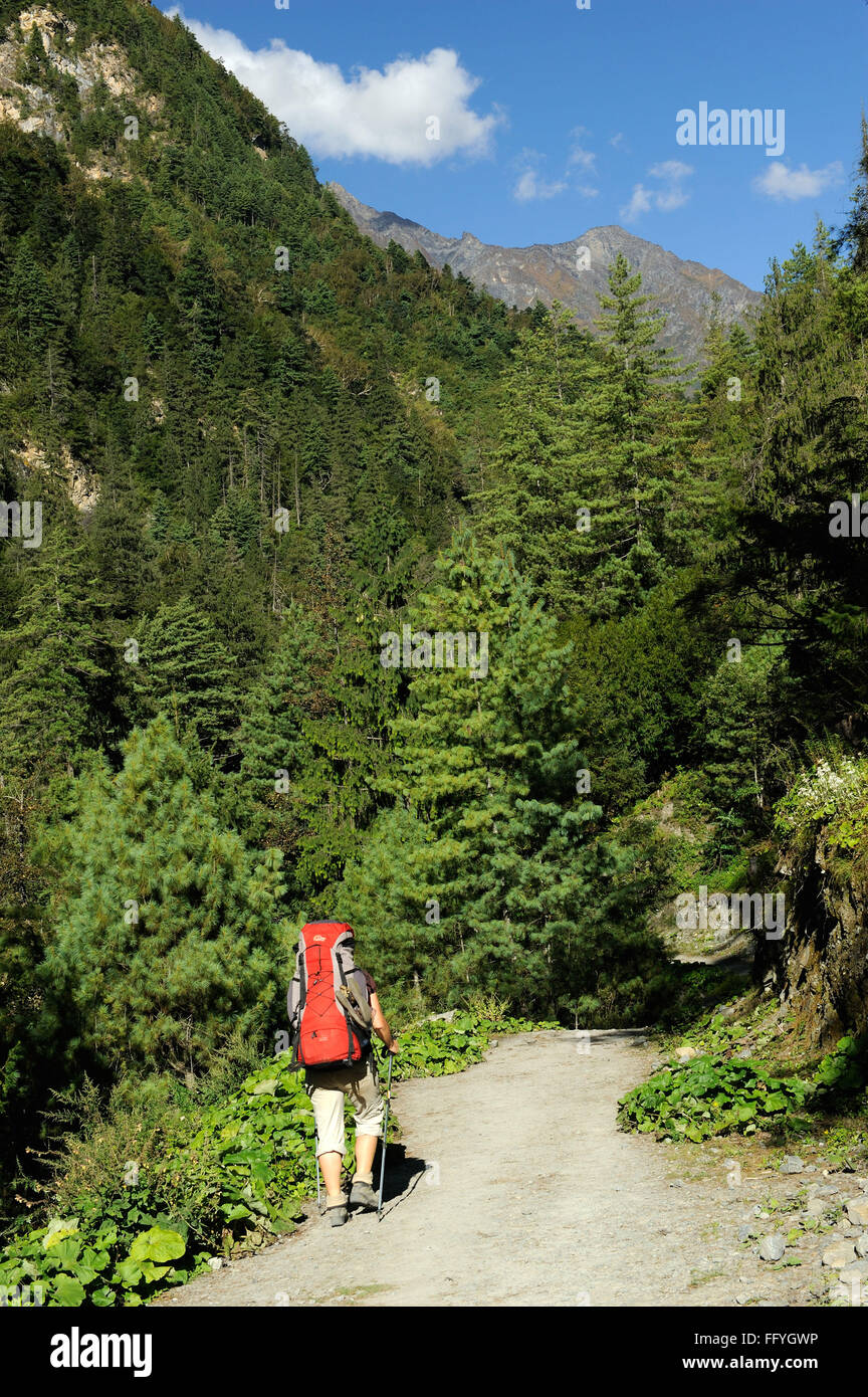Trekker ; Chame ; Nepal Stock Photo