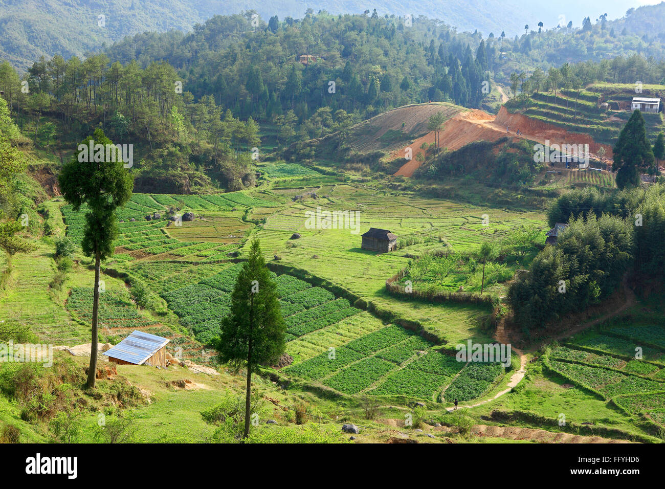 Fields on hill side ; Meghalaya ; India Stock Photo