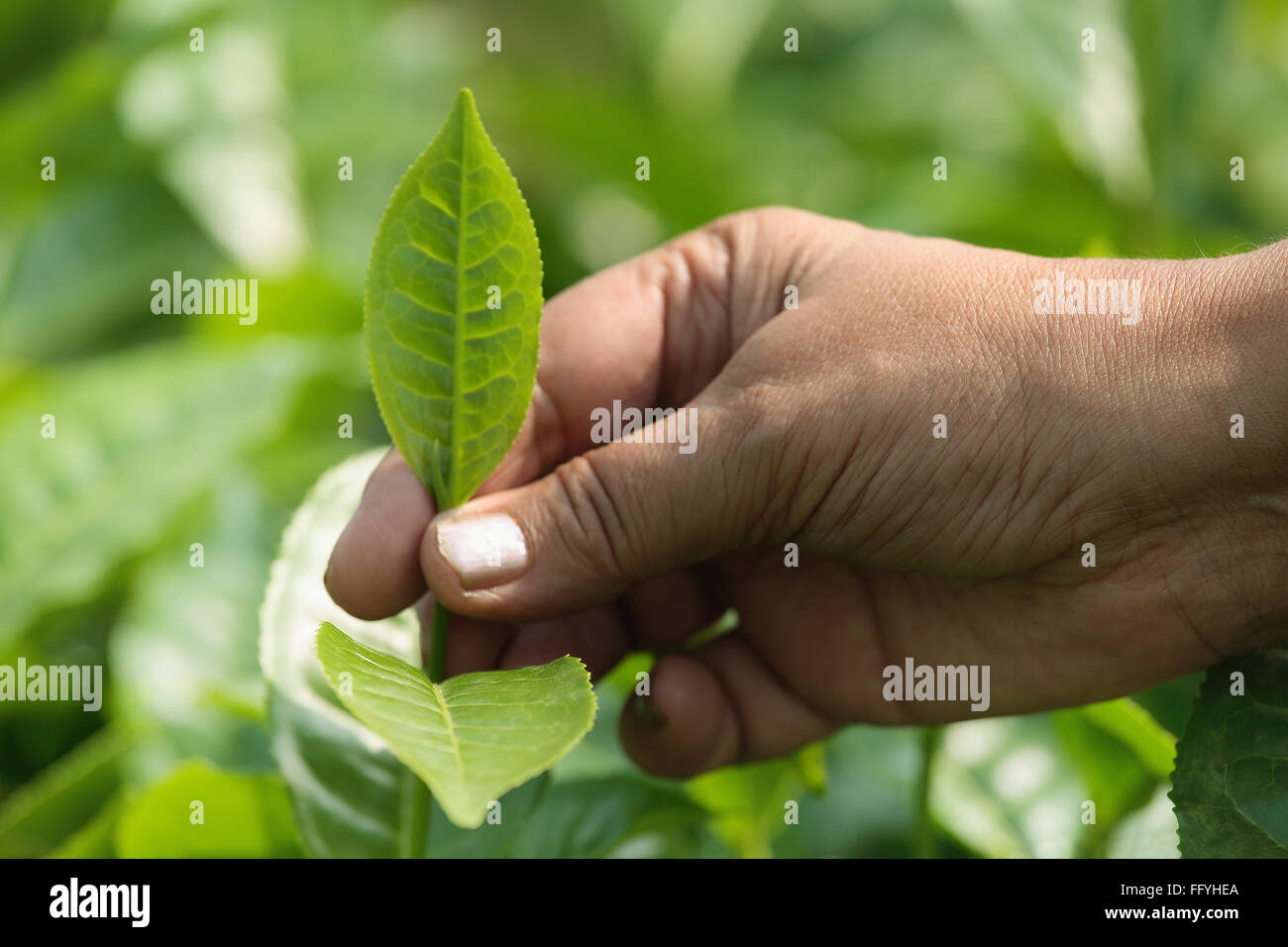 Assam Tea Stock Photos & Assam Tea Stock Images Alamy