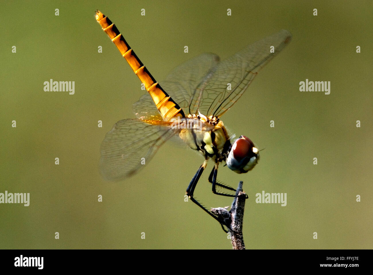 Marsh glider trithemis pallidinervis dragonfly May 2009 Stock Photo