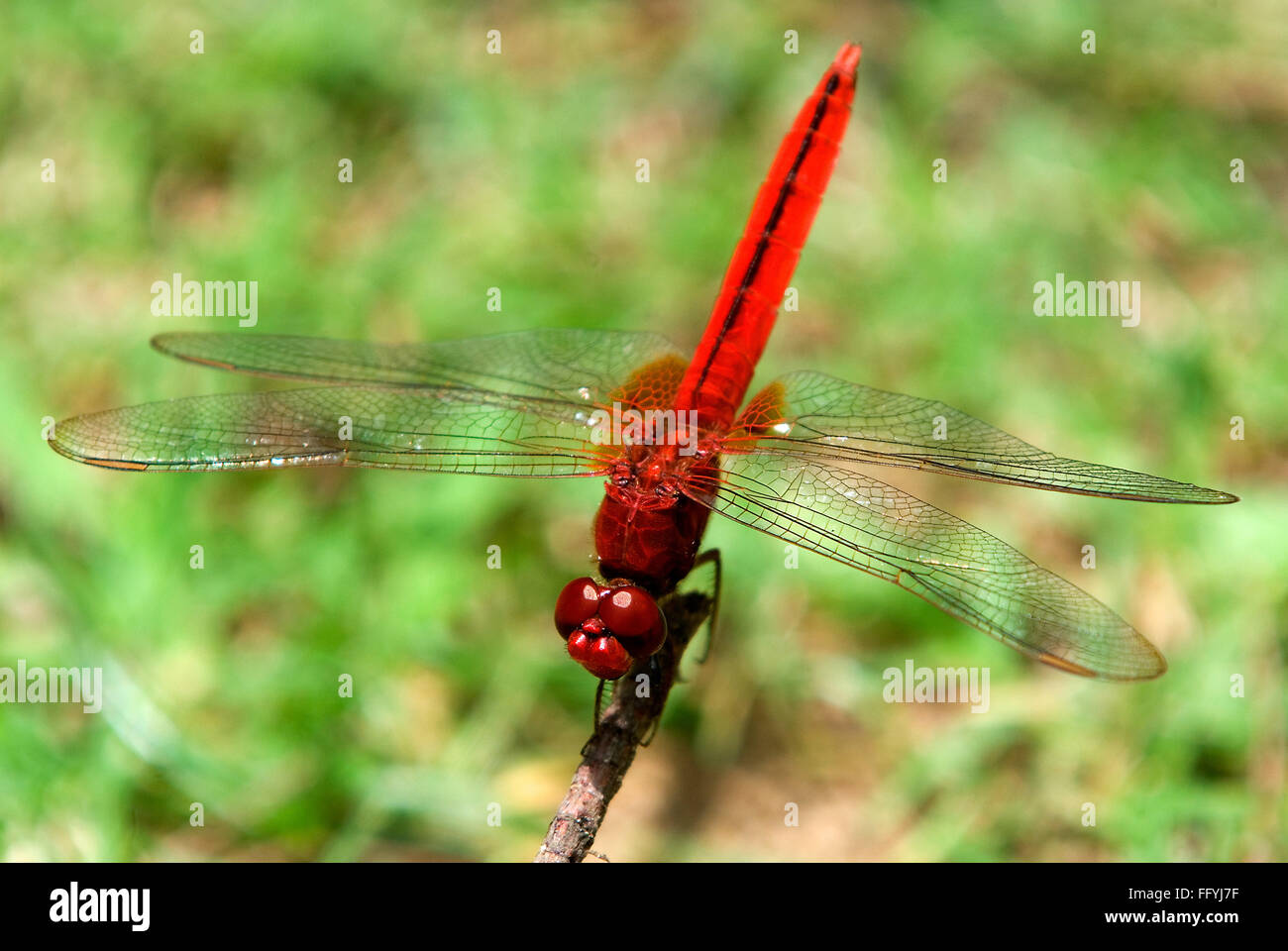 Ruddy marsh skimmer Scarlet skimmer dragonfly Crocothemis servilia Stock Photo