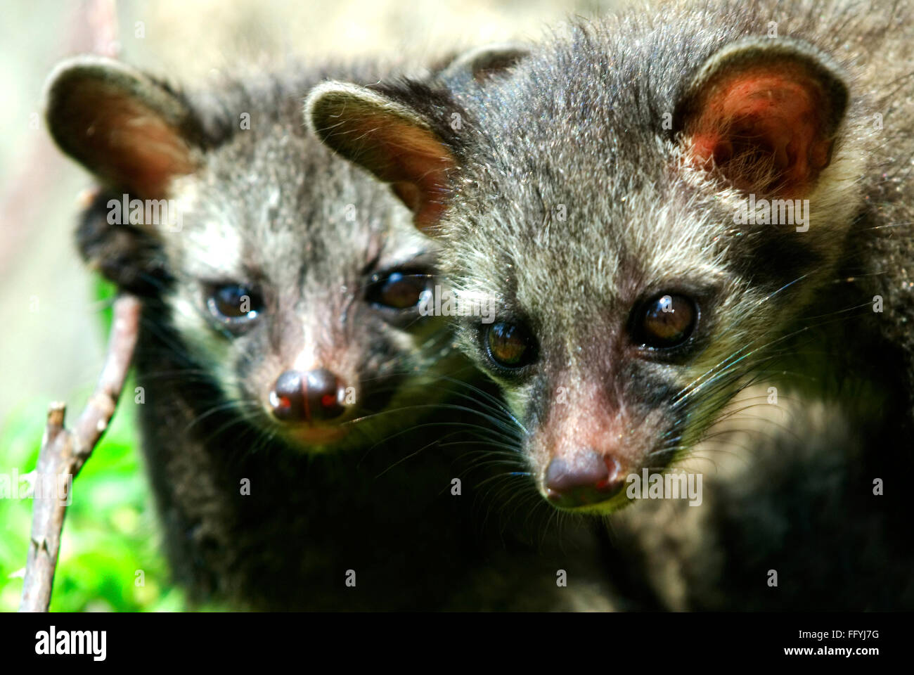 Civet Cat Stock Photos & Civet Cat Stock Images Alamy